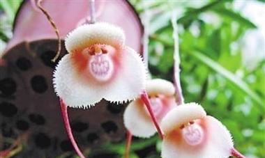 白鸟开花的样子是什么？它的寓意和花语有哪些？