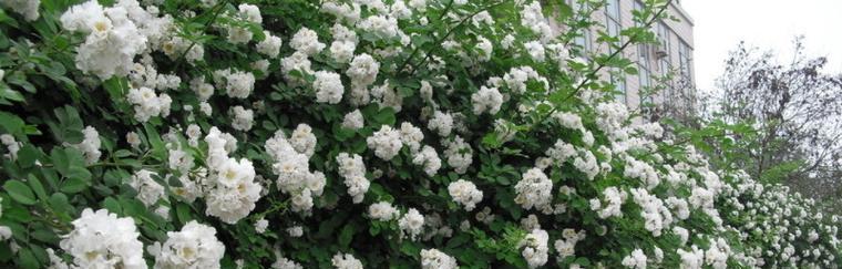 白蔷薇花语是什么意思？白蔷薇代表什么意义？