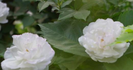 白蔷薇花语是什么意思？白蔷薇代表什么意义？