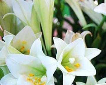 白色百合花语和寓意是什么意思？如何正确理解？