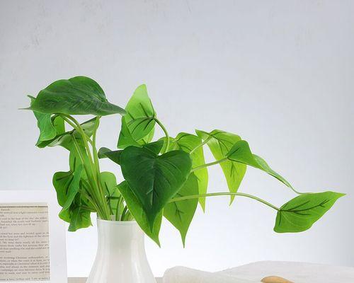 白色花盆适合养什么花？有哪些花卉推荐？