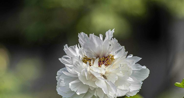 白色牡丹花象征什么？白色牡丹花的寓意有哪些？