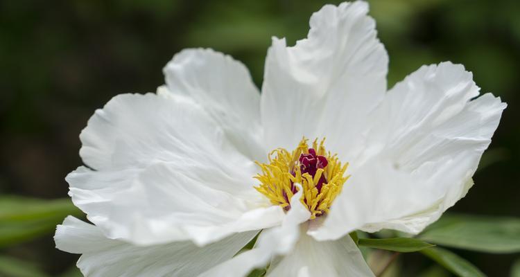 白色牡丹花象征什么？白色牡丹花的寓意有哪些？