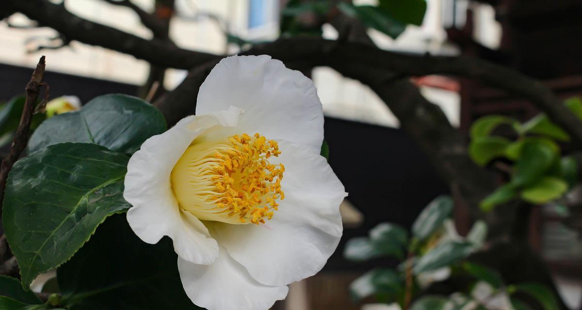 白色山茶花的花语含义是什么？如何解读其象征意义？