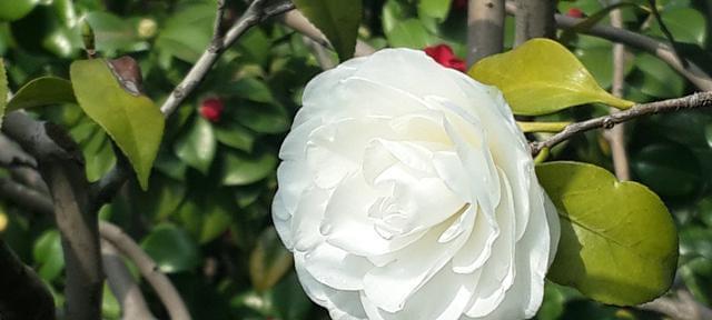 白色山茶花的花语含义是什么？如何解读其象征意义？