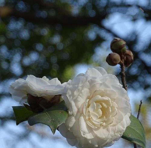 白色山茶花象征什么？花语有哪些含义？