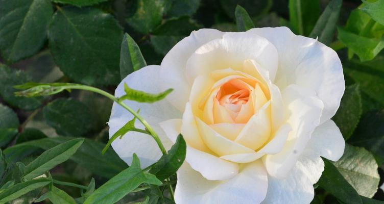 白色月季花代表什么意思？花语和象征意义是什么？