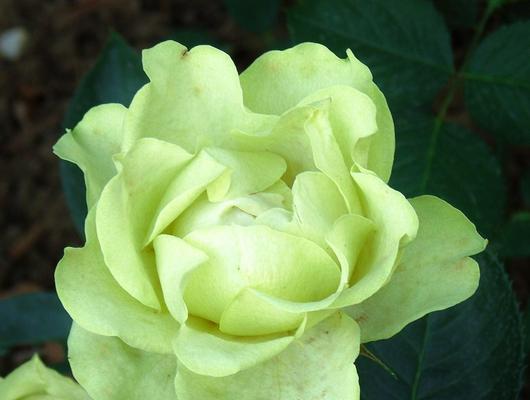 白色月季花代表什么意思？花语和象征意义是什么？