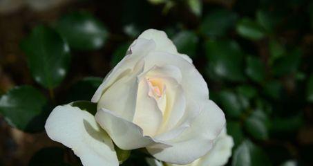 白色月季花代表什么意思？花语和象征意义是什么？