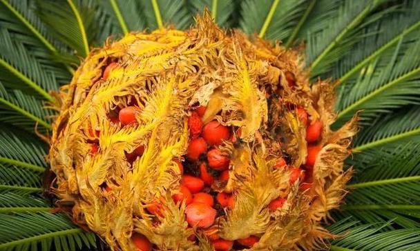 怎么让铁树开花？开花代表什么含义？