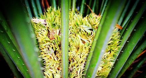 怎么让铁树开花？开花代表什么含义？