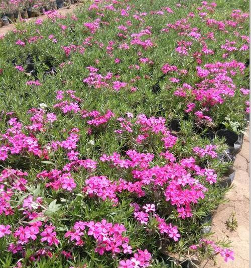 芝樱的花语是什么？它的名称由来有何故事？