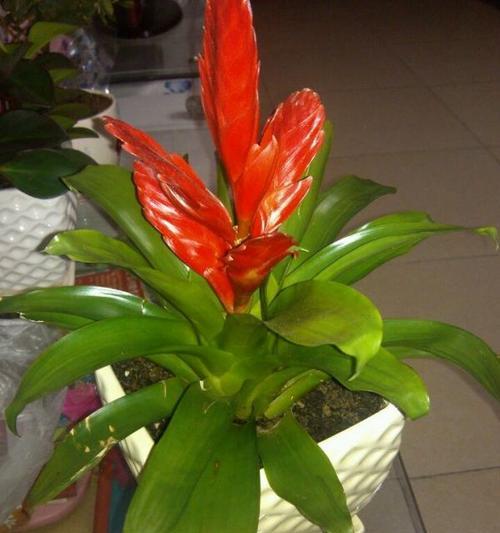 植物代表什么生肖？十二生肖与植物的神秘联系是什么？