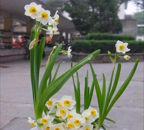 植物代表什么生肖？十二生肖与植物的神秘联系是什么？