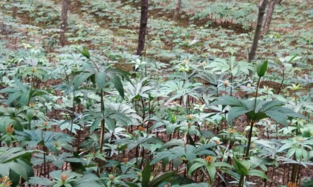 重楼花语代表什么意思?如何理解重楼的花语含义?