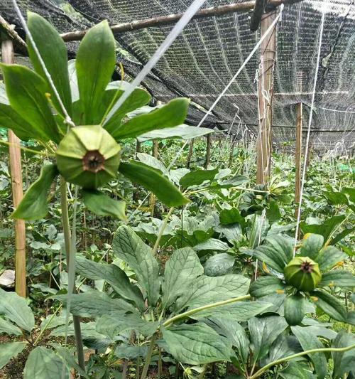 重楼花语代表什么意思？如何理解重楼的花语含义？