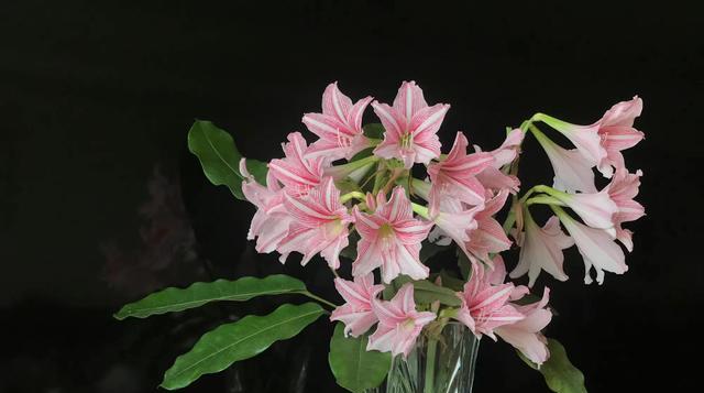 朱顶红的花语是什么？它背后有哪些美丽传说？