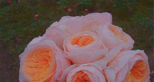 朱丽叶玫瑰花语是什么？如何正确解读朱丽叶玫瑰的含义？