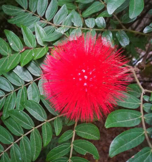 朱缨花的花语是什么？它象征着什么意义？
