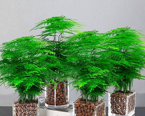 竹类植物象征着什么？它们代表了哪一类人群？