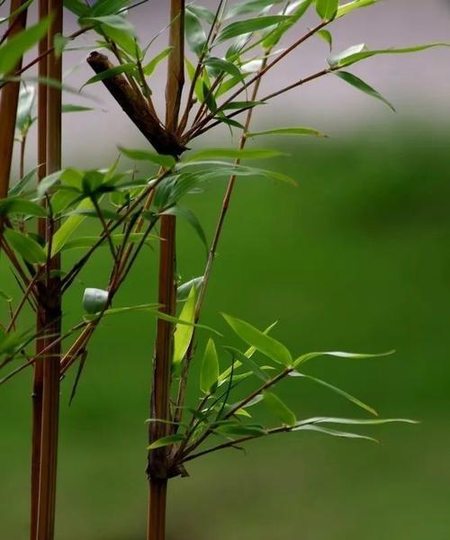 竹子象征的精神品质有哪些？它的人生寓意是什么？