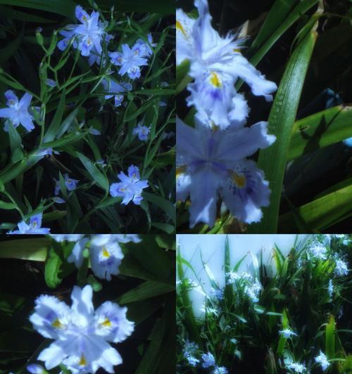 竹子花语是什么意思？竹子代表意义有哪些？