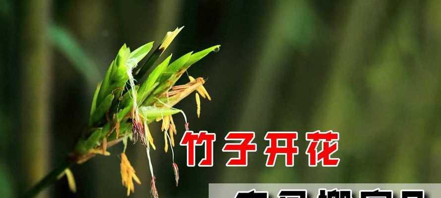 竹子为什么会开花？开花背后的寓意是什么？