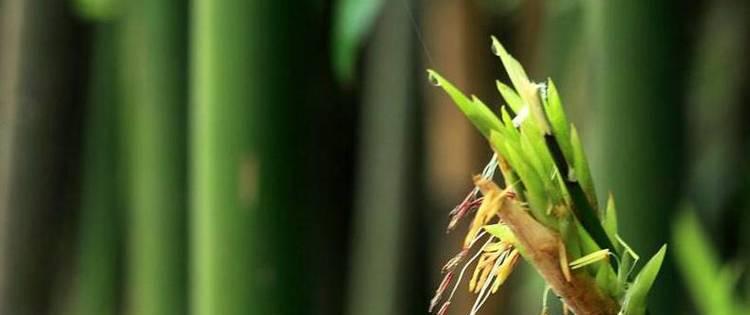 竹子开花预示着什么意思？竹子开花的含义和影响是什么？