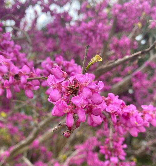 紫荆花象征哪个生肖？紫荆花与生肖的关联是什么？
