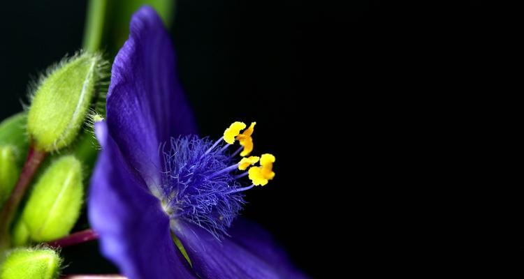 紫露草的花语是什么？它的传说故事有哪些？
