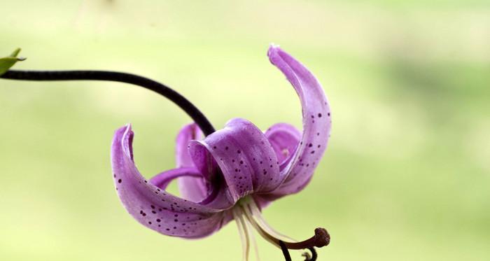 紫色百合花代表什么意思？花语和象征意义是什么？