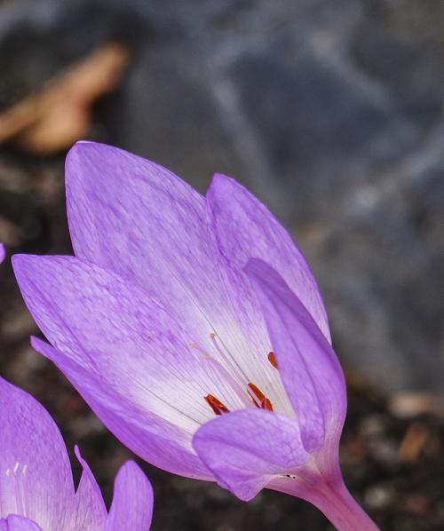紫色的花代表什么？紫色花卉的象征意义有哪些？
