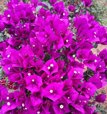 紫色的花代表什么？紫色花卉的象征意义有哪些？