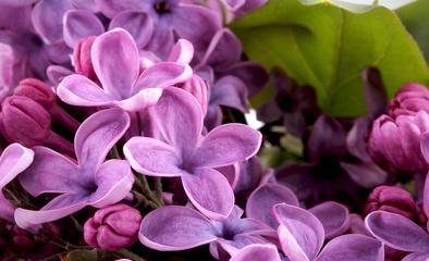 紫色丁香花的花语是什么？紫色丁香花代表什么含义？