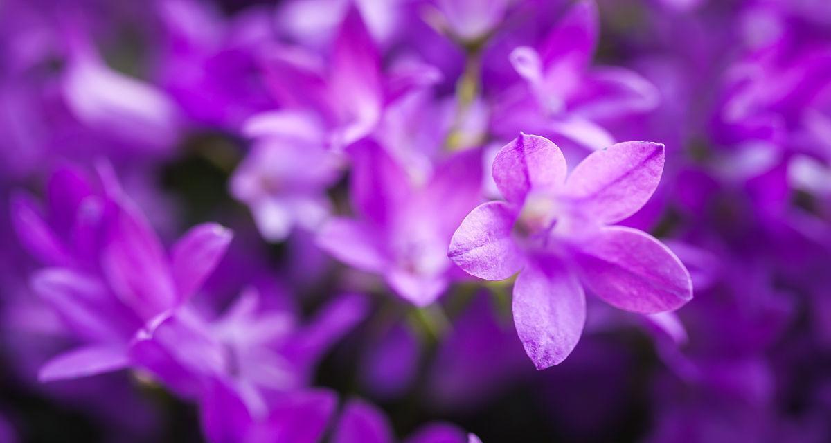 紫色风铃花代表什么意思？花语背后的故事是什么？