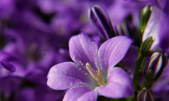 紫色风铃花代表什么意思？花语背后的故事是什么？
