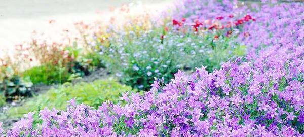 紫色风铃花代表什么意思？花语背后的故事是什么？