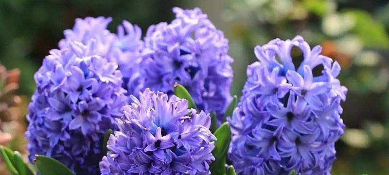 紫色风信子代表什么？花语含义有哪些常见问题解答？