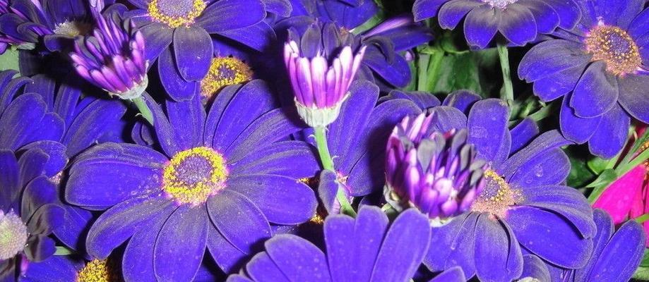 紫色菊花的花语是什么？如何正确表达情感？