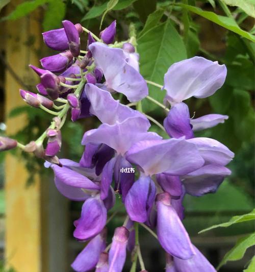 紫藤花代表什么意思？紫藤花的花语有哪些含义？