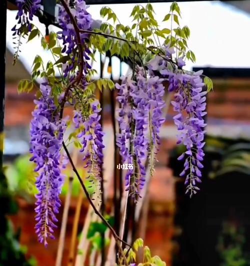 紫藤花代表什么意思？紫藤花的花语有哪些含义？