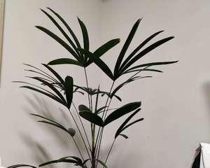 棕竹的寓意是什么？它在风水学中扮演什么角色？