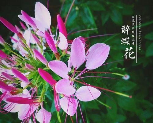 醉蝶花的花语是什么？如何正确理解其象征意义？