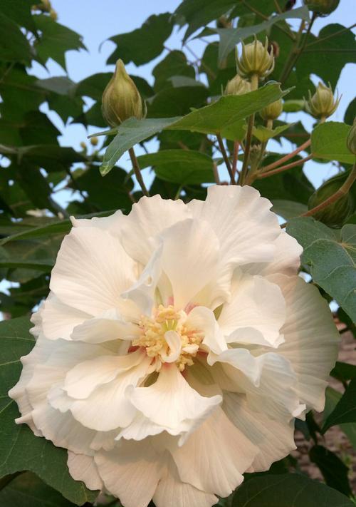 芙蓉花代表什么意思？芙蓉花的象征意义有哪些？