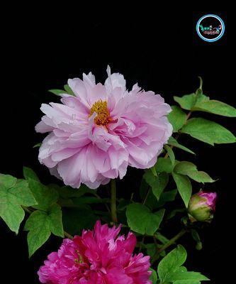 芙蓉花象征富贵荣华吗？它的花语和寓意是什么？