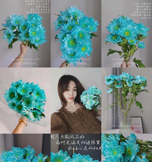芙蓉菊的花语和寓意是什么？送人时有哪些禁忌需要注意？