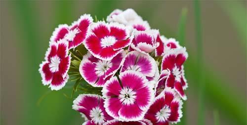 芙蓉菊的花语和寓意是什么？送人时有哪些禁忌需要注意？