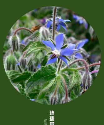苣叶报春花语的含义及常见问题解答？