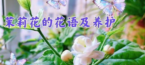 茉莉花语代表什么？背后有哪些美丽传说？