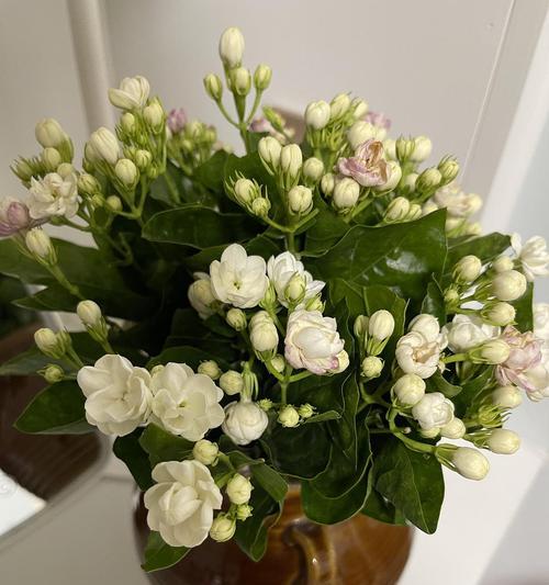 茉莉花语代表什么？背后有哪些美丽传说？